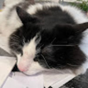 Meet your Posher, Madeline